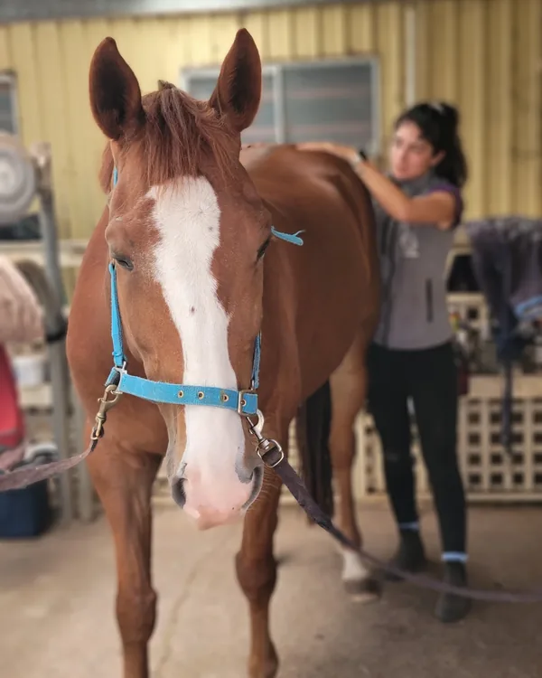 Cheval alezan présenté de face avant sa séance d'ostéopathie, lors d'une tournée récente