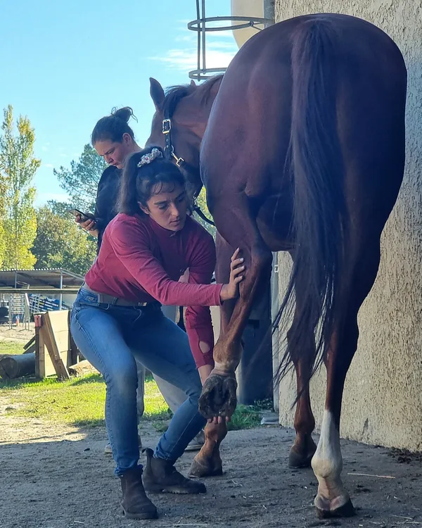 Travail d'un postérieur sur un cheval alezan pendant une consultation en écurie