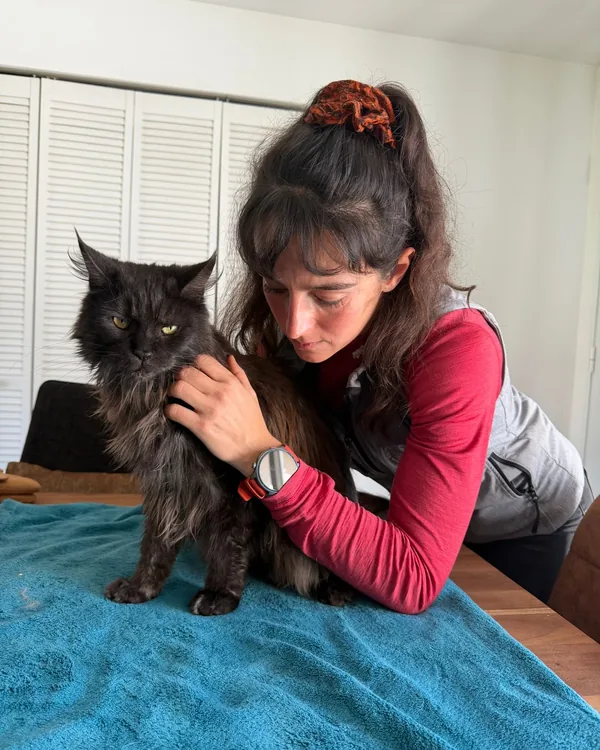 Traitement en techniques fonctionnelles d'un chat installé sur une serviette pendant la séance
