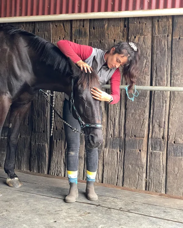 Mobilisation de l'épaule d'un cheval bai devant une écurie en bois lors d'une tournée équine