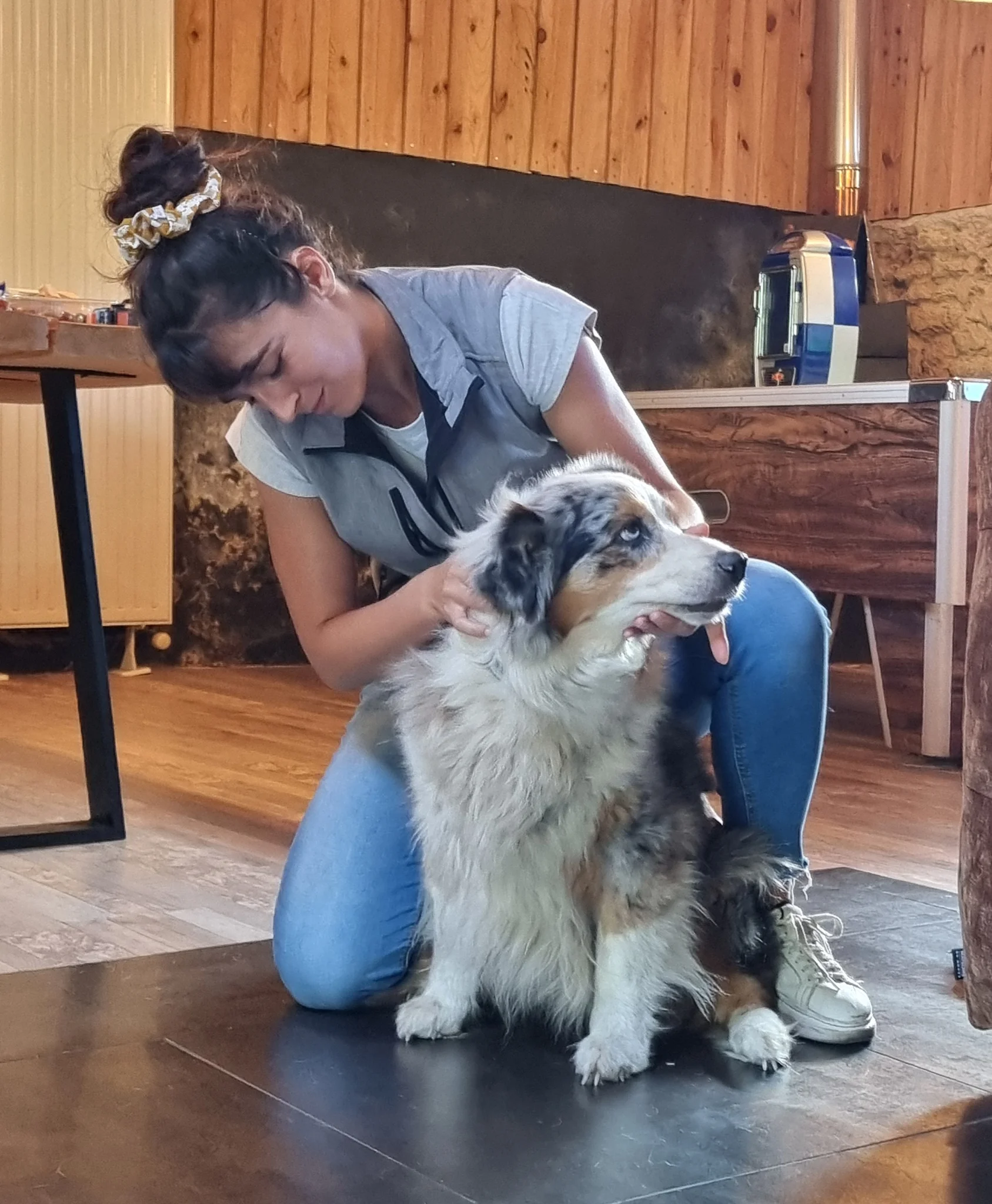 Berger australien bleu merle assis contre son ostéopathe pendant une consultation à domicile
