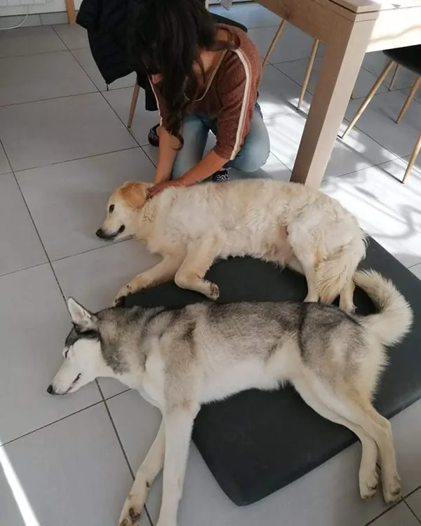 Chien détendu allongé sur son tapis à la fin d'une séance d'ostéopathie canine