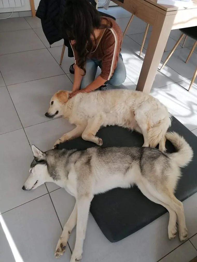 Deux chiens allongés côte à côte sur leurs tapis pendant une consultation d'ostéopathie à domicile