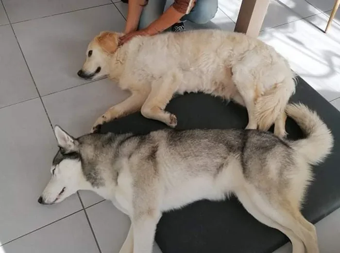 Chien sportif suivi en ostéopathie après une saison de canicross