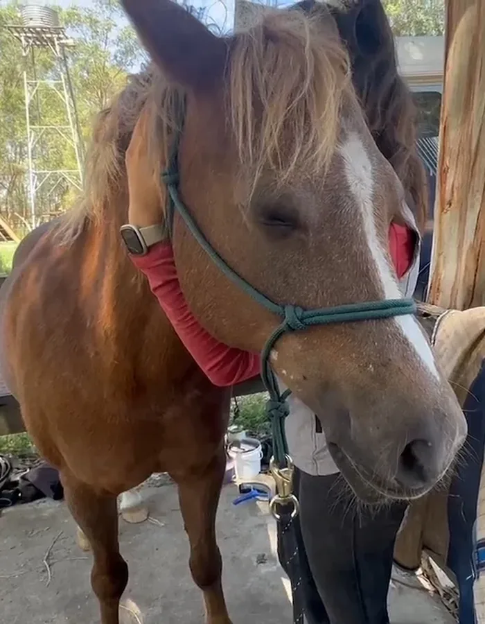 Cheval préparé au licol avant son premier rendez-vous d'ostéopathie animale