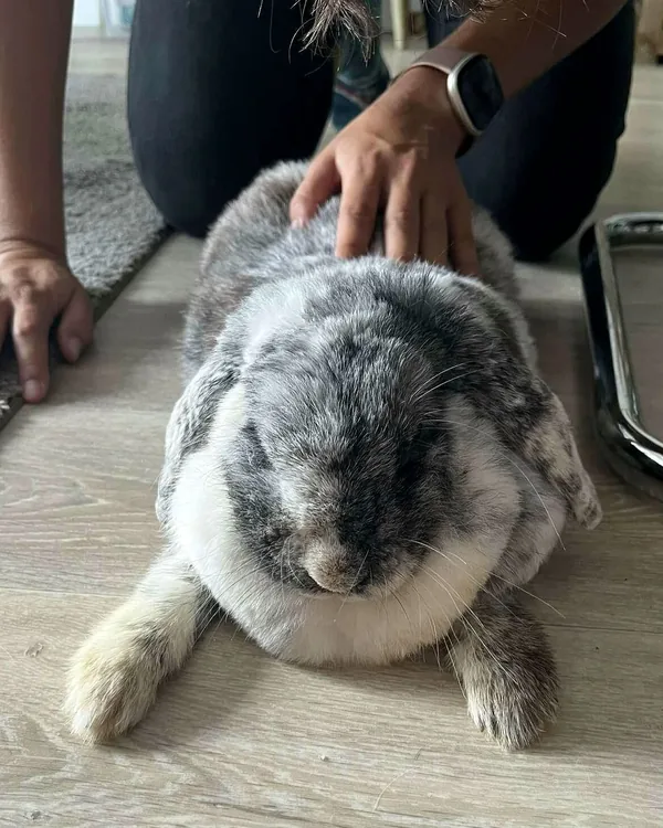 Lapin bélier examiné dans son salon lors d'une consultation NAC