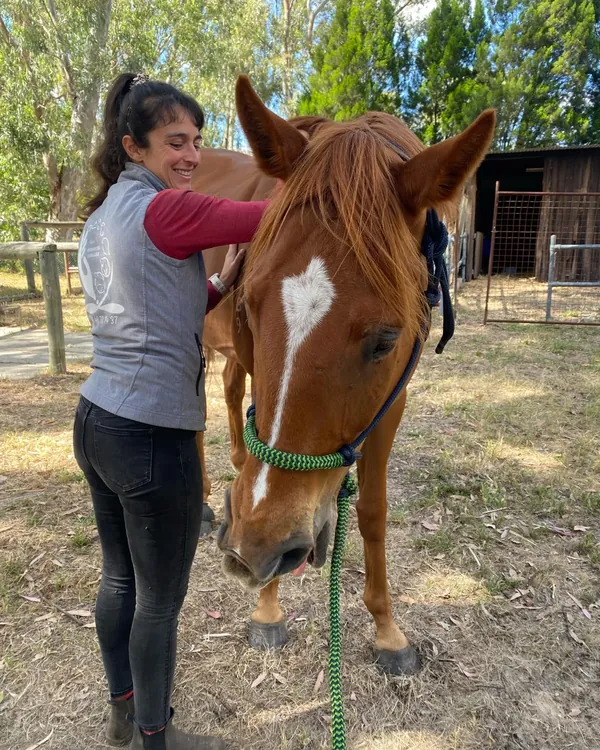 Étirement de l'encolure d'un cheval alezan tenu en longe lors d'une consultation à l'écurie