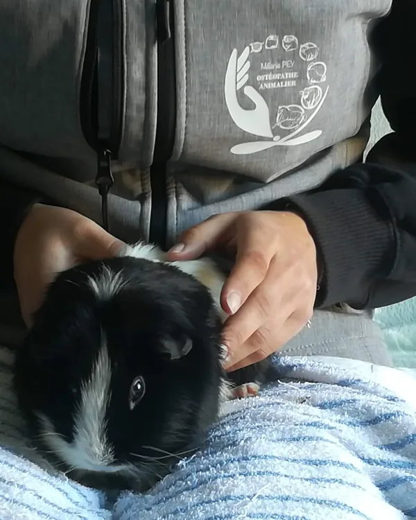 Cochon d'Inde examiné dans les mains de sa propriétaire lors d'une visite groupée