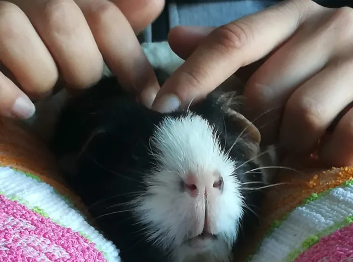 Palpation en pression minimale d'un cochon d'Inde installé sur une couverture