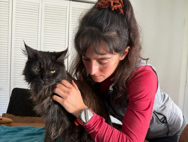 Traitement en techniques douces d'un chat à poil long installé sur une serviette pendant la séance