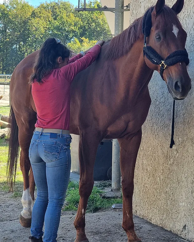 Palpation et tests de mobilité le long de la colonne vertébrale d'un cheval noir sous un hangar
