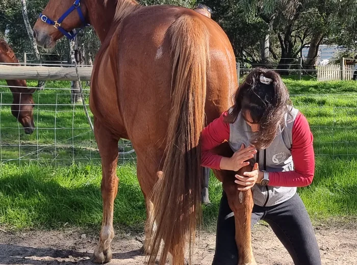 Observation dynamique d'un cheval alezan présenté au pas dans son pré