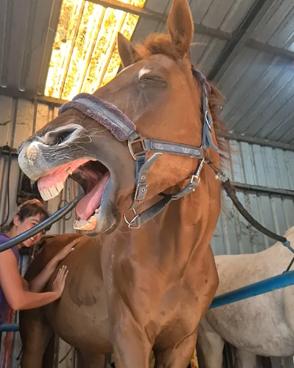 Contrôle de la bouche d'un cheval, point de vigilance signalé au dentiste équin