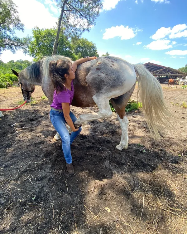 Dernier cheval de la journée examiné au pré avant la fin de la tournée